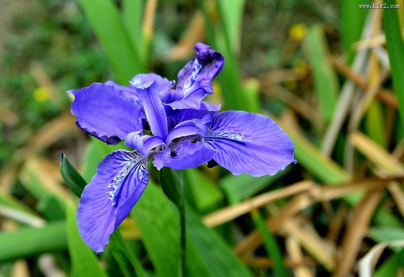 鸢尾花图片