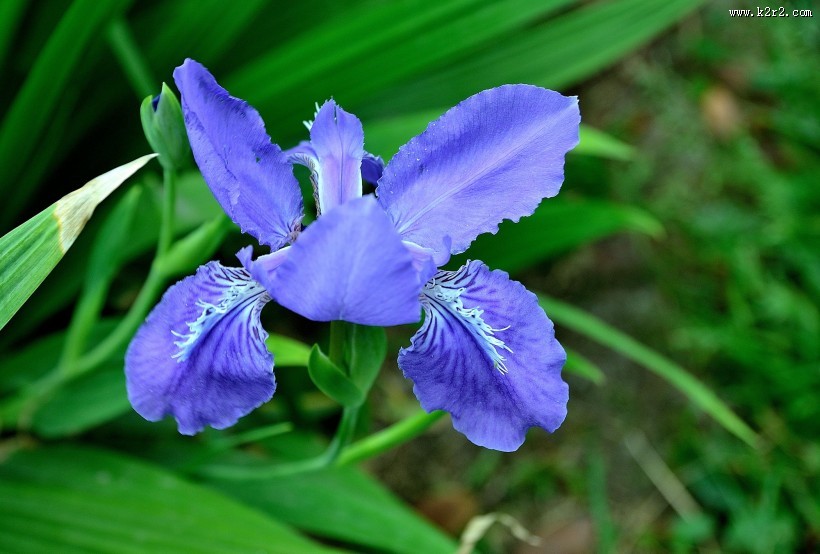鸢尾花图片