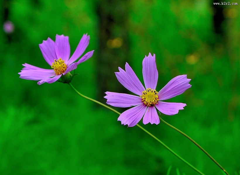 格桑花图片大全
