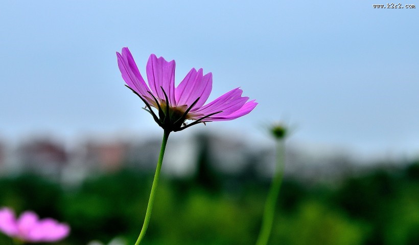 格桑花图片大全