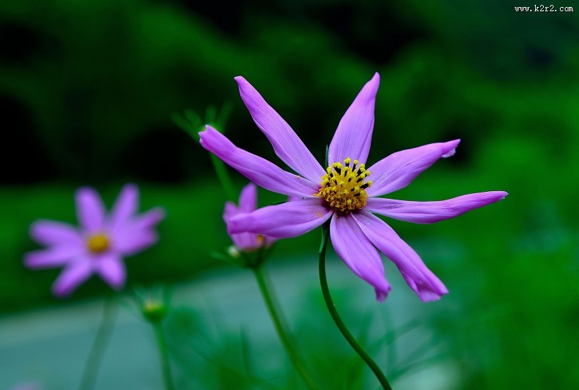 格桑花图片大全