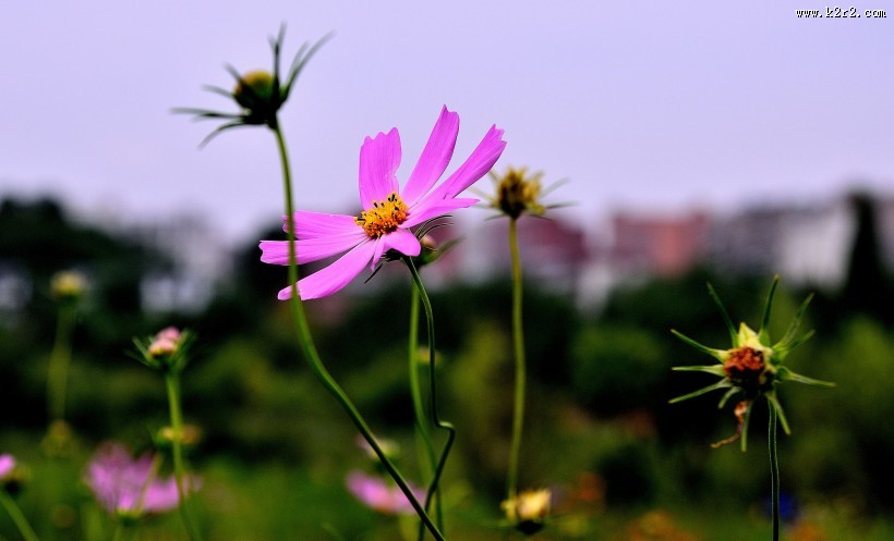 格桑花图片大全