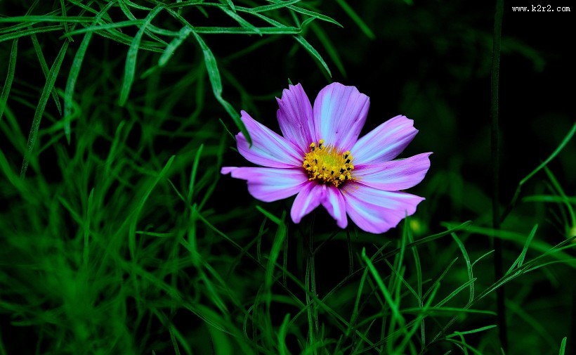 格桑花图片大全