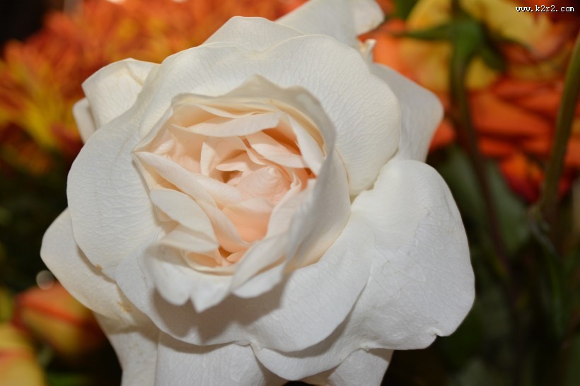 浪漫的玫瑰花图片