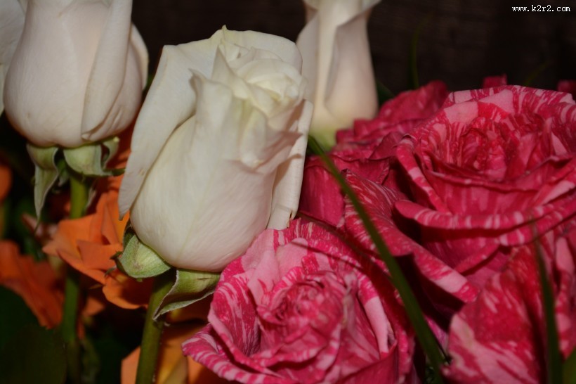 浪漫的玫瑰花图片