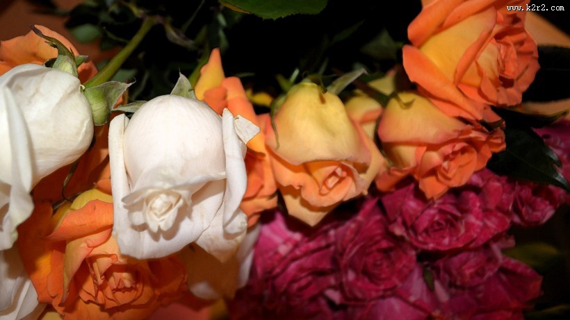 浪漫的玫瑰花图片