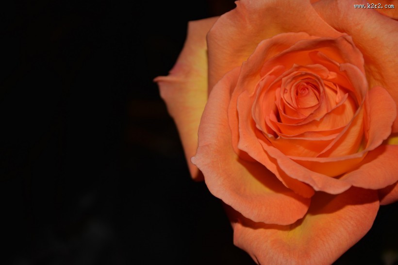 浪漫的玫瑰花图片