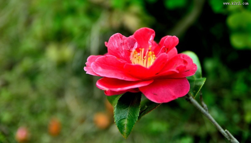 山茶花图片大全