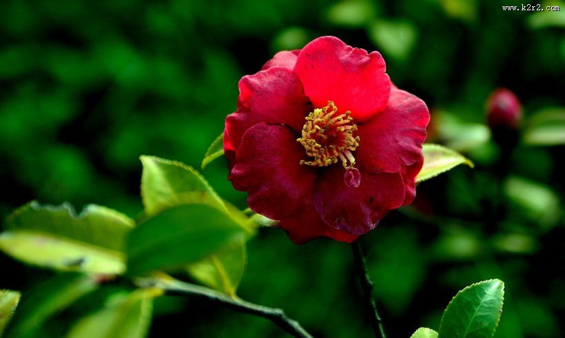 山茶花图片大全