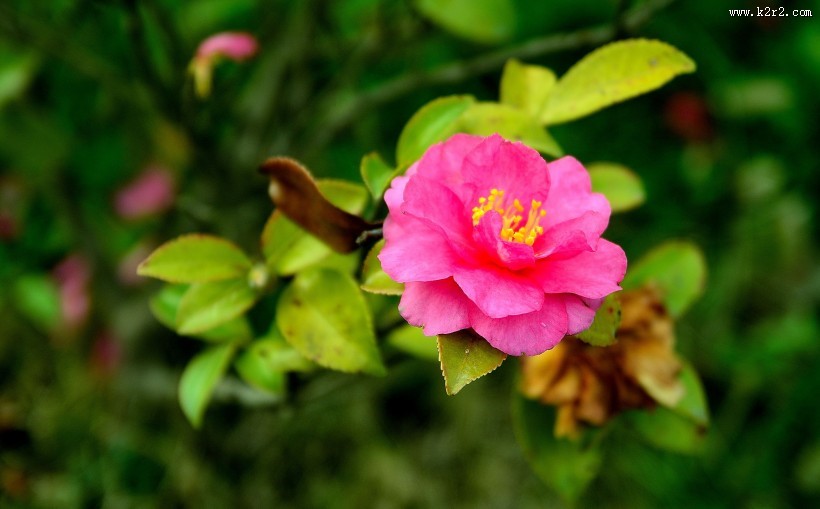 山茶花图片大全