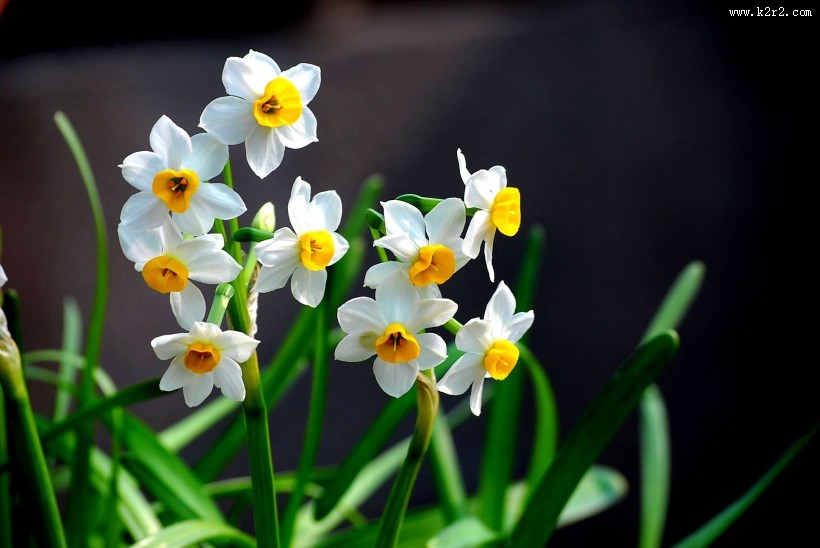 水仙花图片