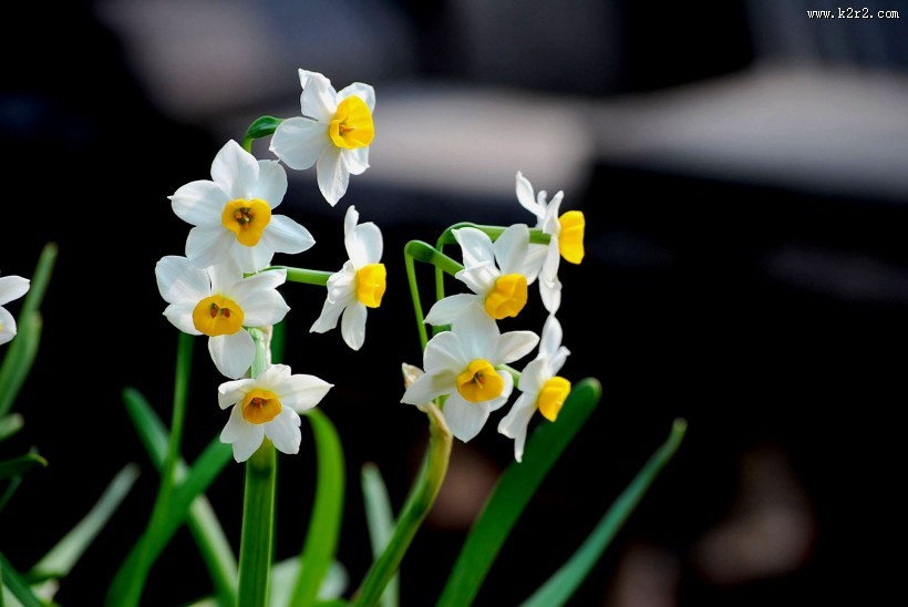 水仙花图片
