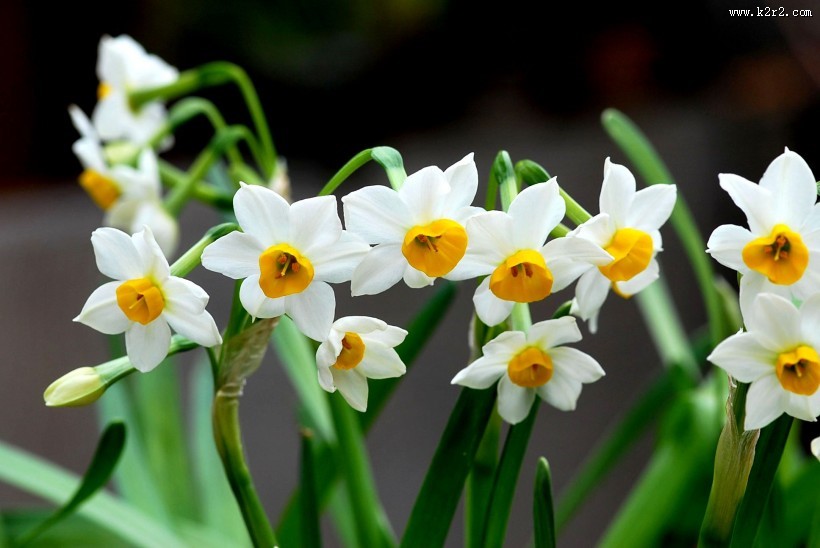 水仙花图片