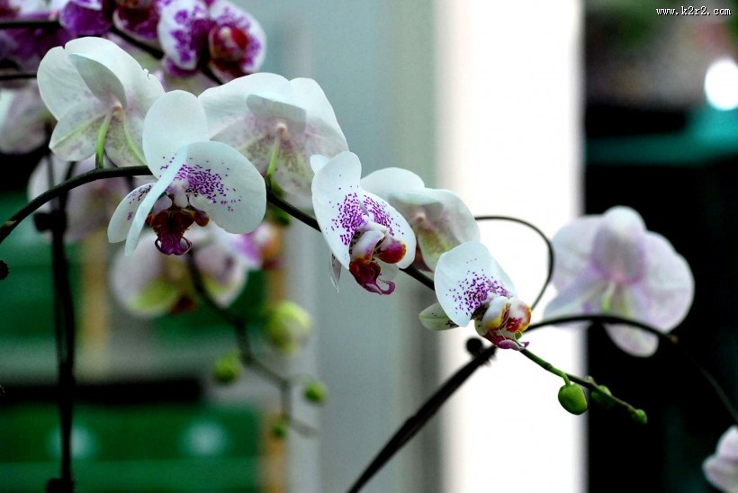 蝴蝶兰图片大全