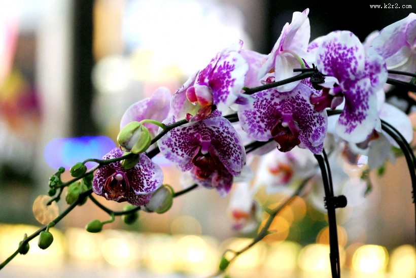 蝴蝶兰图片大全