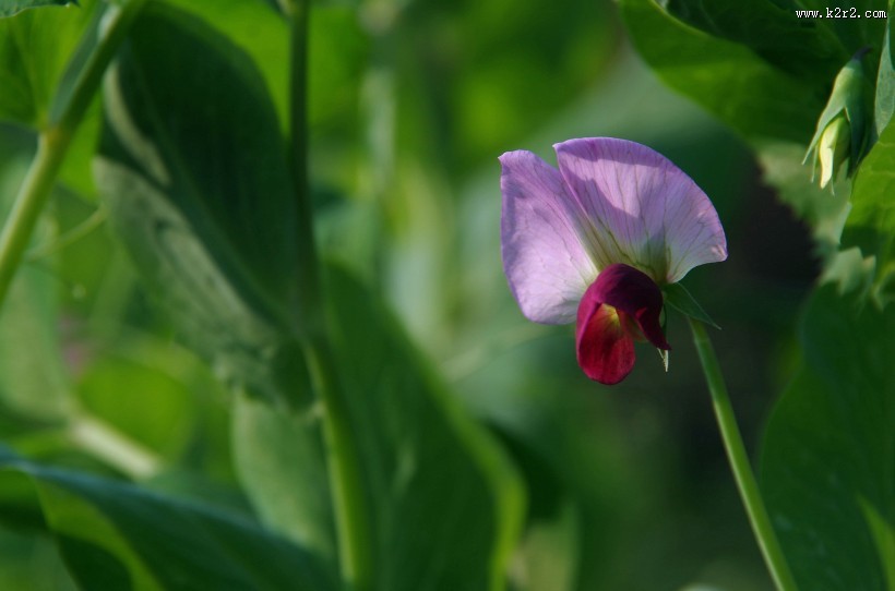 豌豆花图片