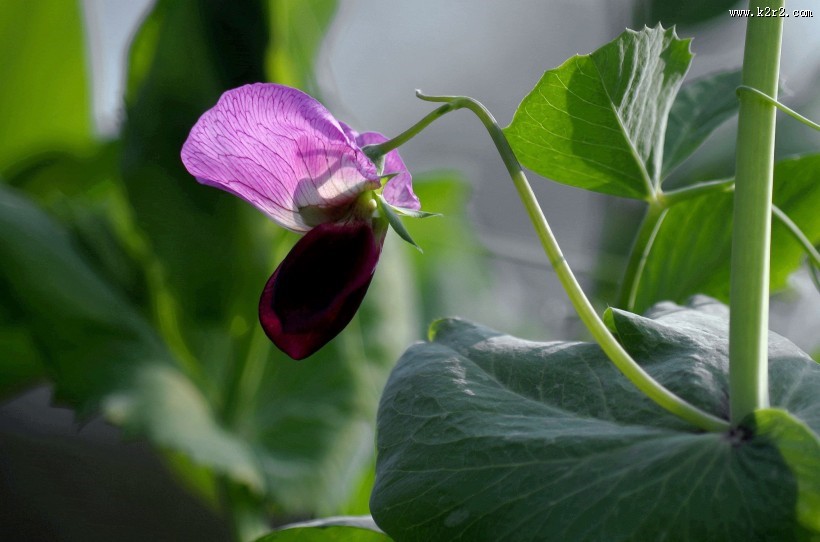 豌豆花图片