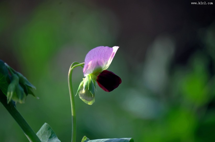 豌豆花图片