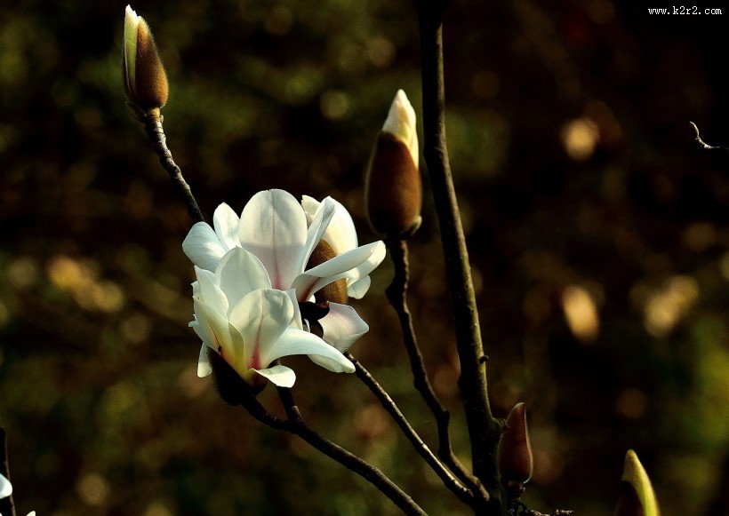 白玉兰花图片