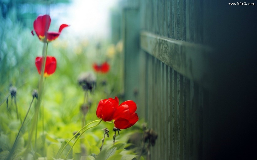 鲜艳的郁金香图片大全