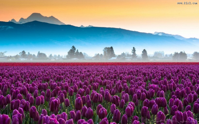 鲜艳的郁金香图片大全