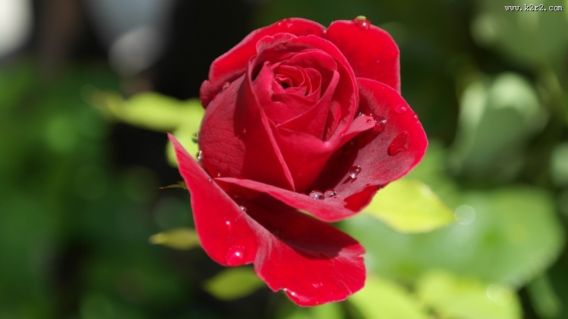 红色玫瑰花图片大全