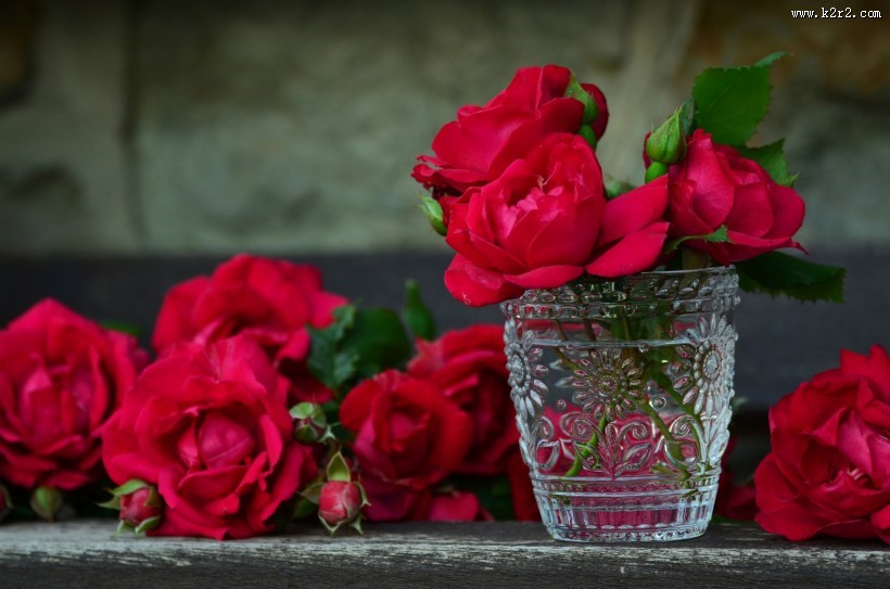 红色玫瑰花图片大全