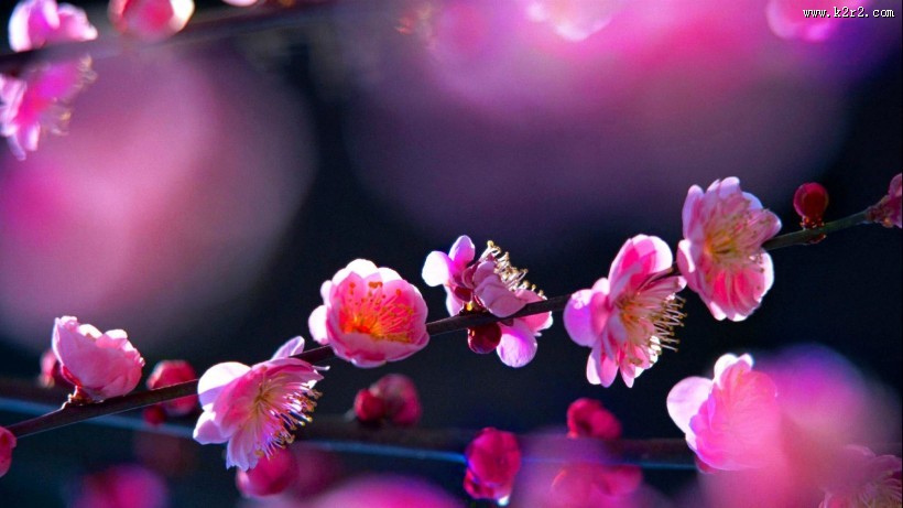 春天鲜花摄影图片