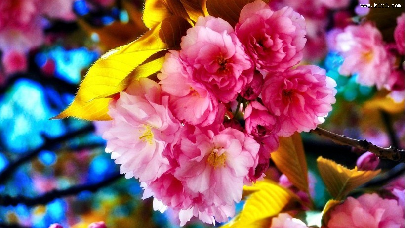 春天鲜花摄影图片