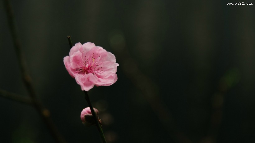 春天鲜花摄影图片