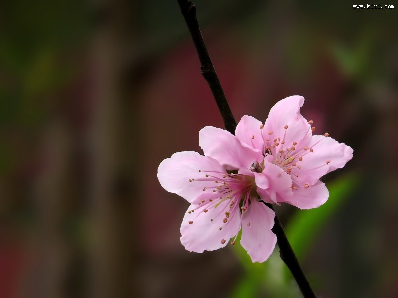 单瓣桃花图片
