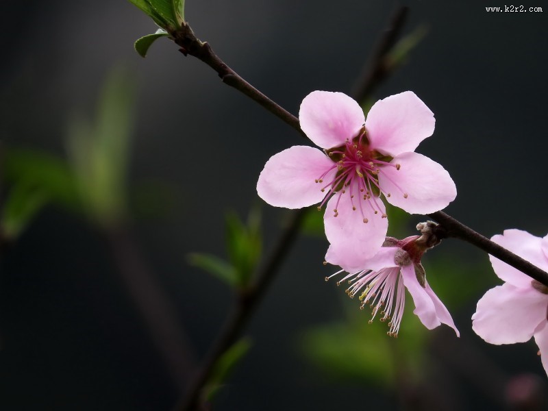 单瓣桃花图片
