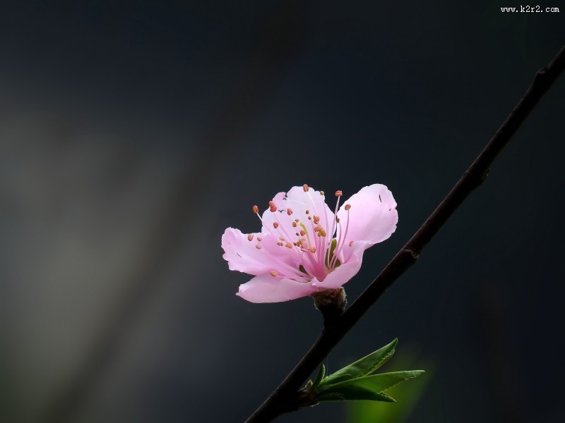 单瓣桃花图片