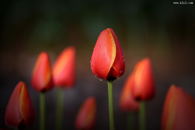 美丽的郁金香图片