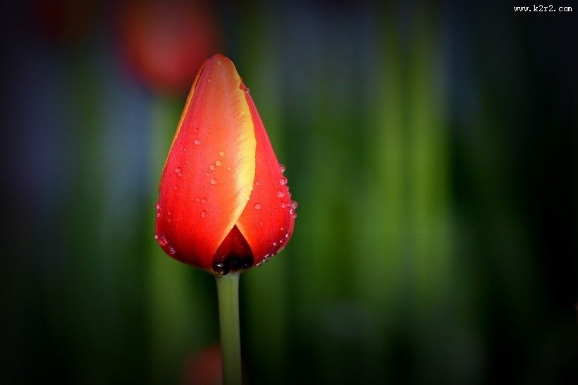 美丽的郁金香图片