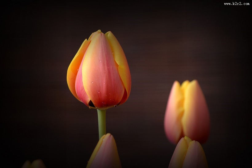 美丽的郁金香图片