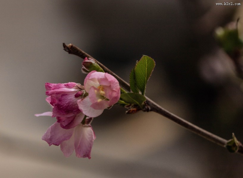海棠花图片大全