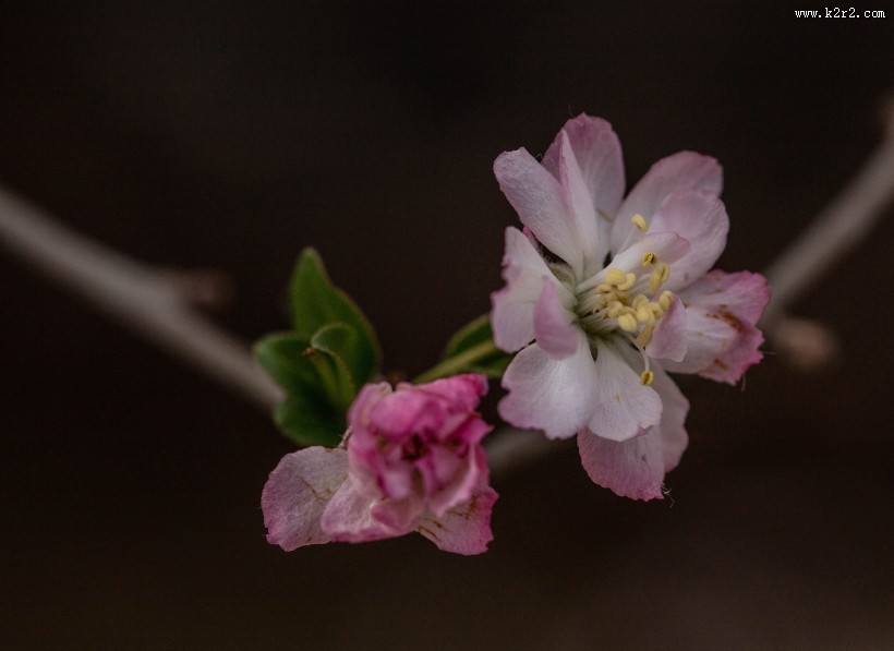 海棠花图片大全