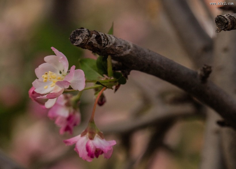海棠花图片大全