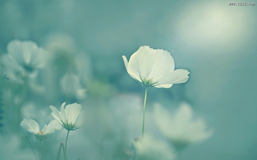 简约好看花卉图片大全