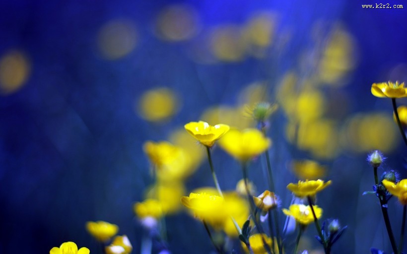 简约好看花卉图片大全