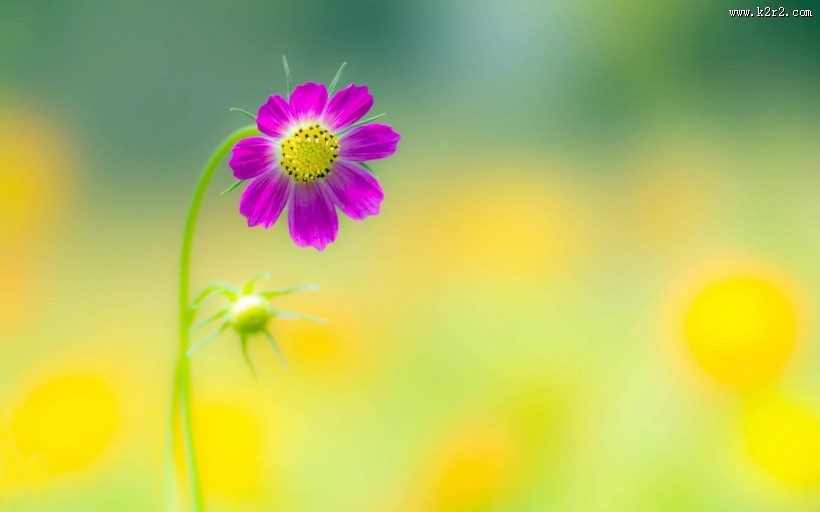简约好看花卉图片大全
