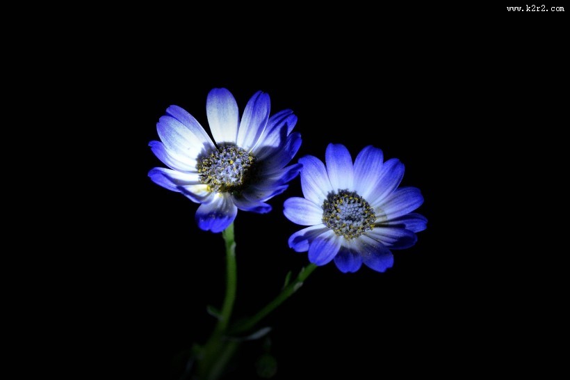 蓝色瓜叶菊图片大全