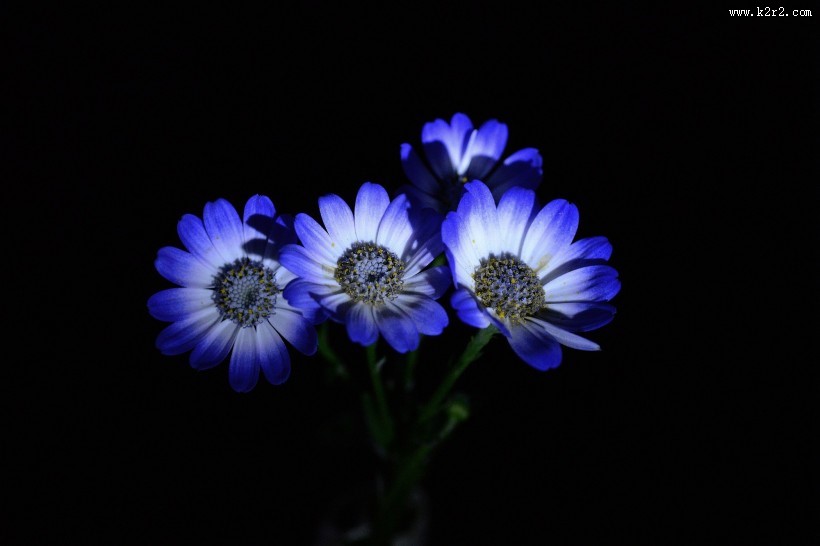 蓝色瓜叶菊图片大全