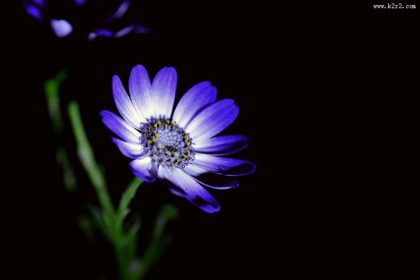 蓝色瓜叶菊图片大全