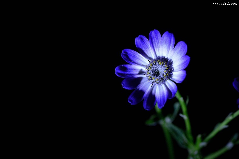 蓝色瓜叶菊图片大全