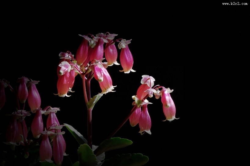 红红的灯笼花图片