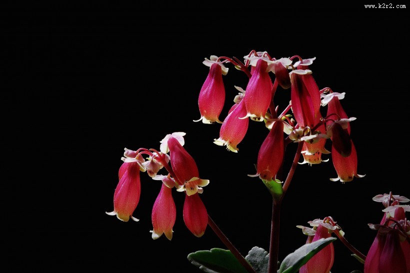 红红的灯笼花图片