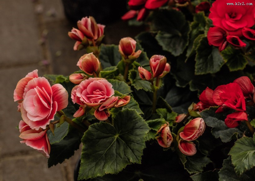 艳丽的茶花图片