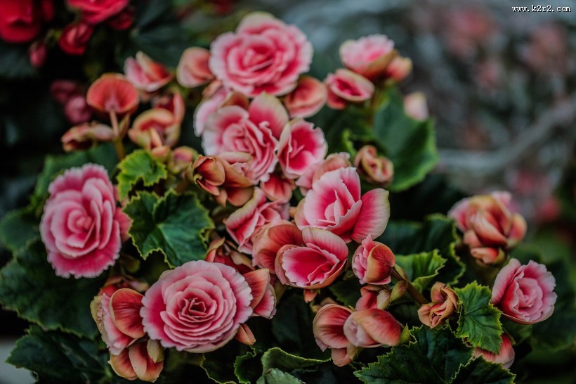 艳丽的茶花图片